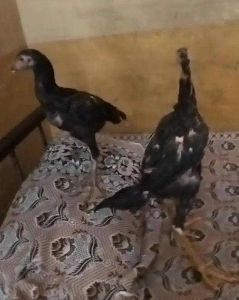 Black O shamo chicks — photo 7