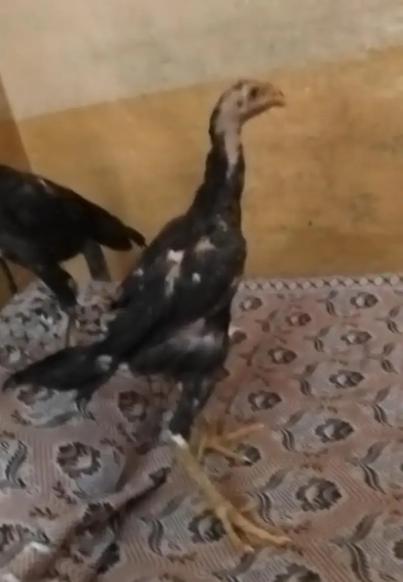 Black O shamo chicks — photo 8
