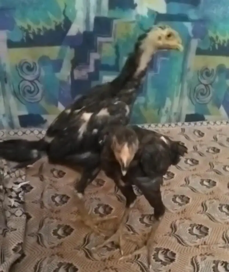 Black O shamo chicks — photo 9