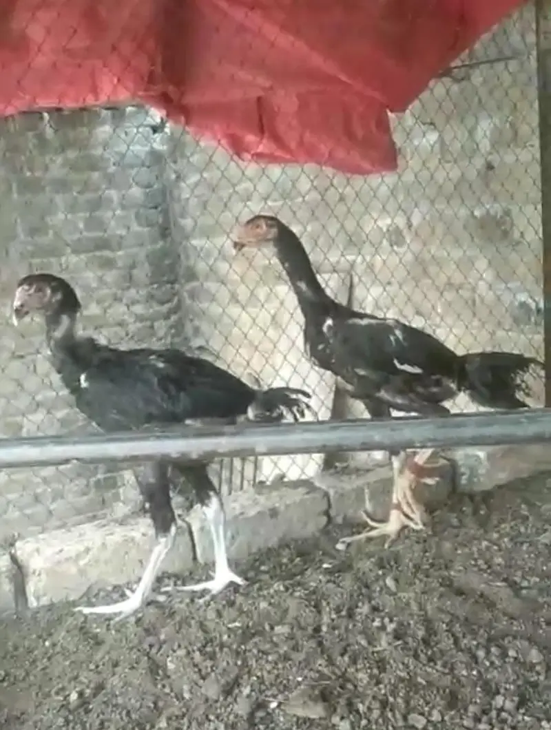 Black O shamo chicks — photo 10