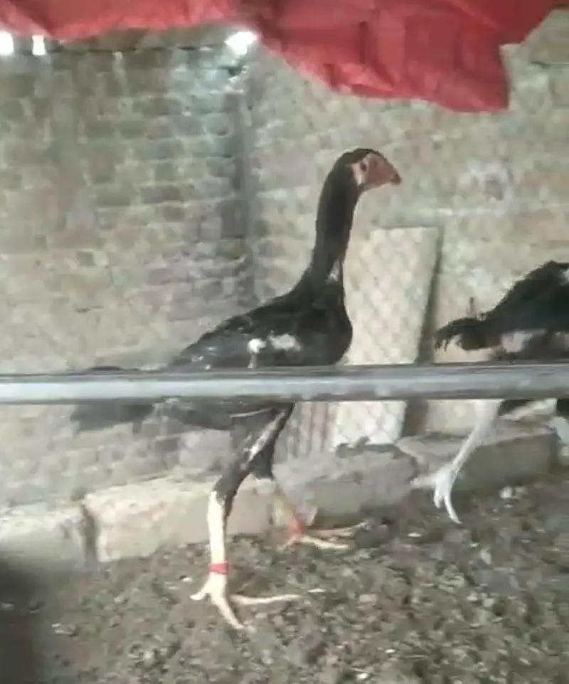 Black O shamo chicks — photo 11
