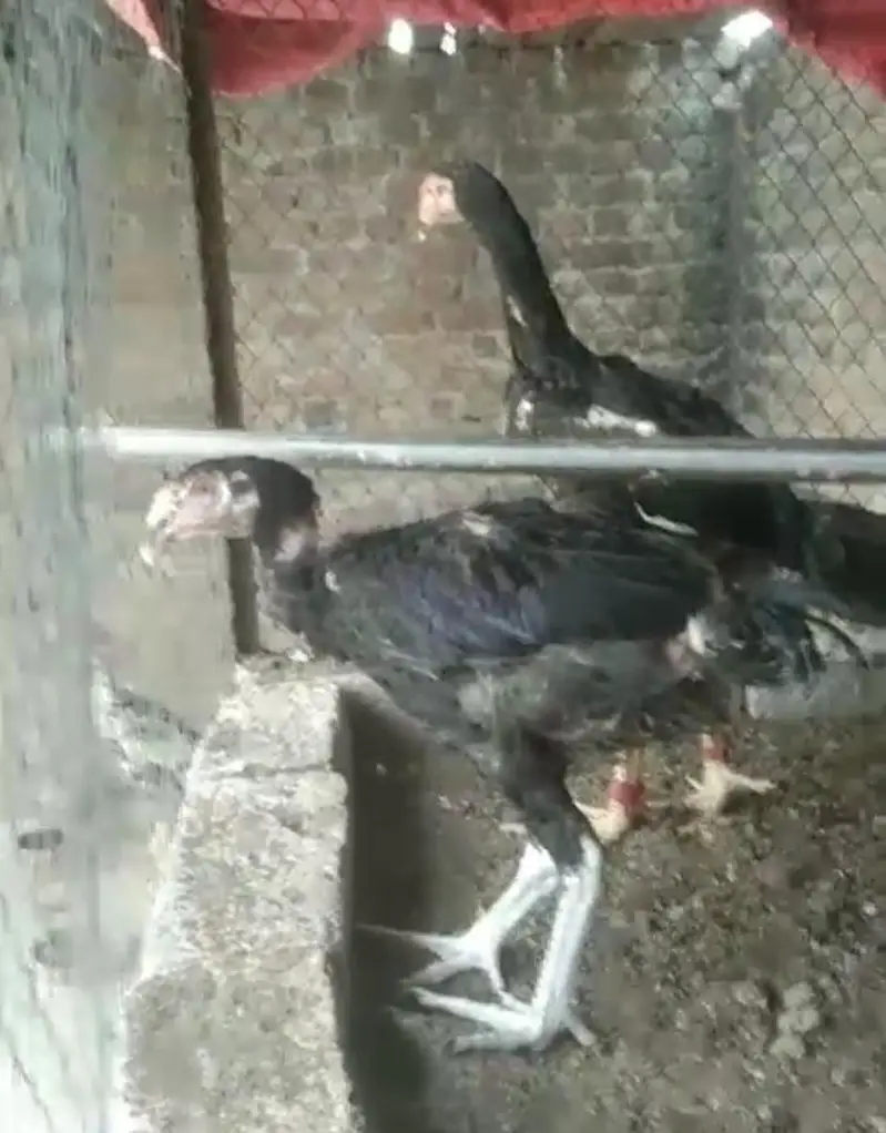 Black O shamo chicks — photo 12