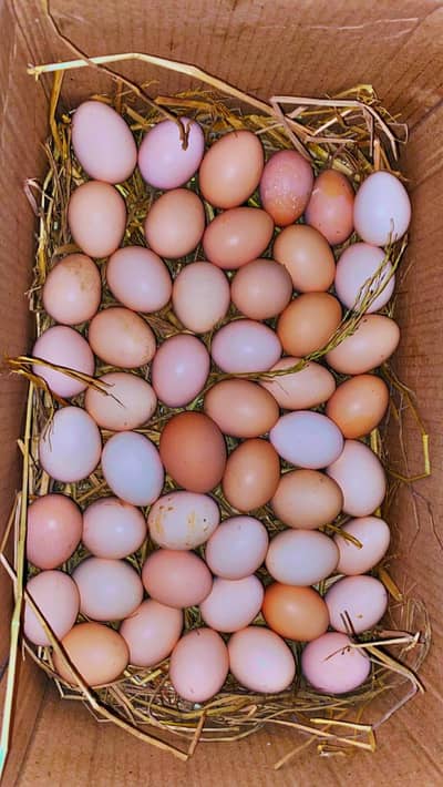 Al multan organic eggs
