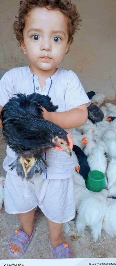 white bentum Black Bentum Blue Bentum available