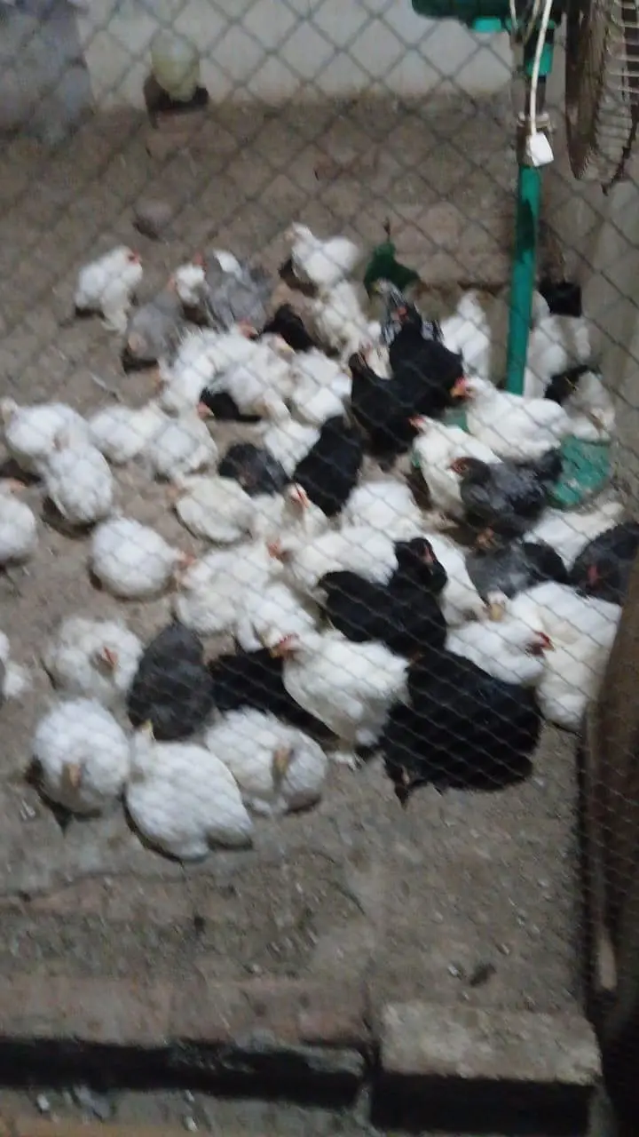 white bentum Black Bentum Blue Bentum available — photo 4