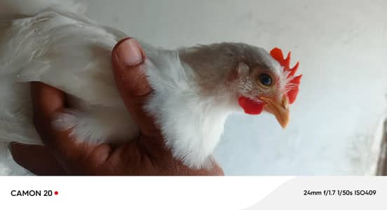 white bentum Black Bentum Blue Bentum available