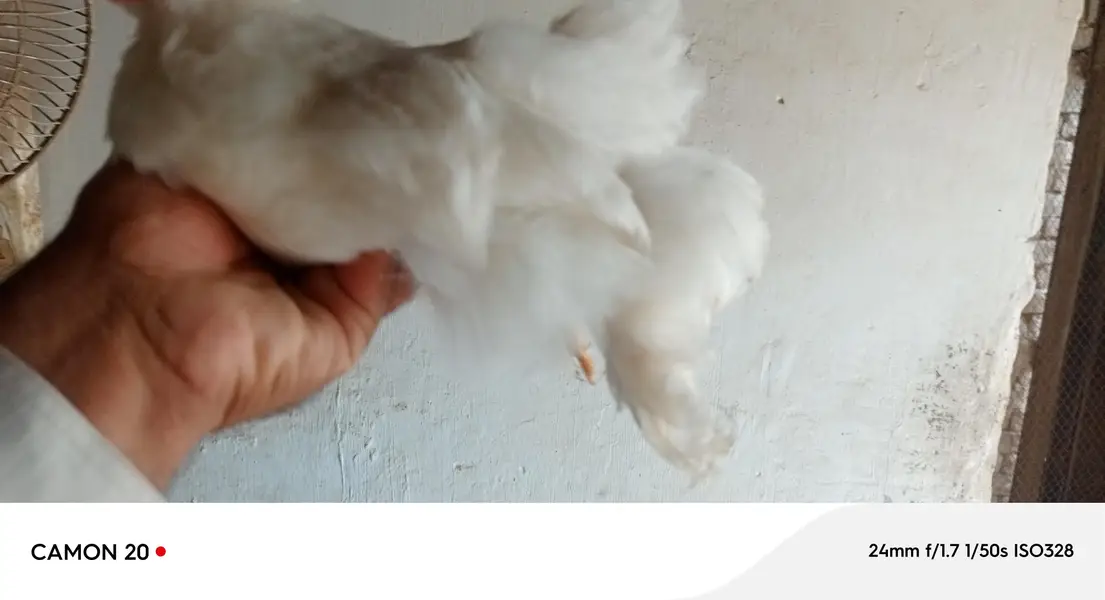 white bentum Black Bentum Blue Bentum available — photo 6