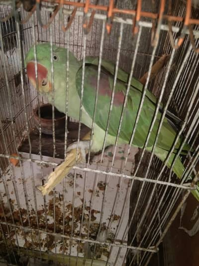 The sale birds