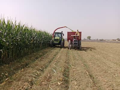 Maize Silage