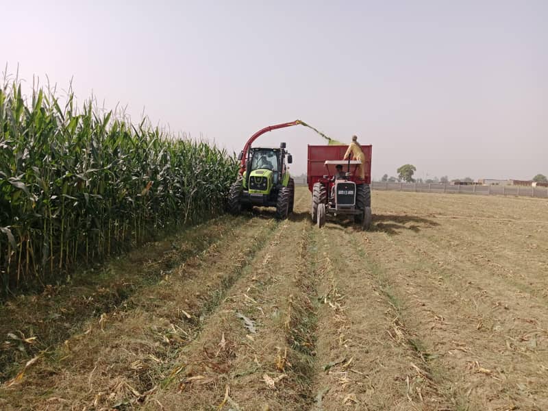 Maize Silage 0