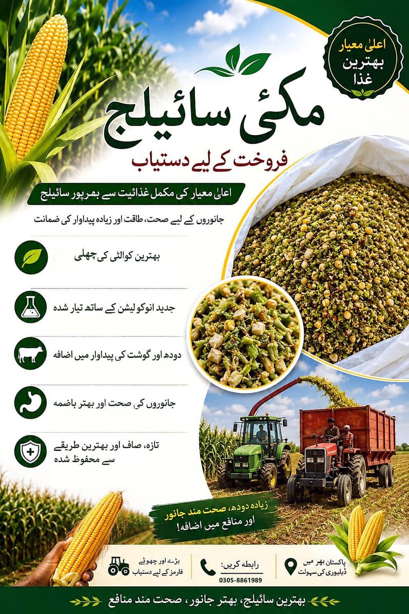 Maize Silage 1