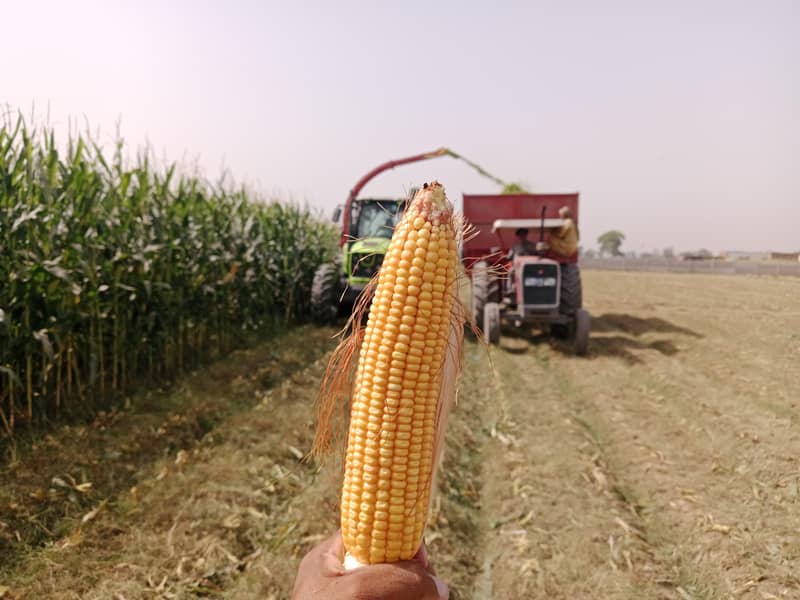 Maize Silage 2