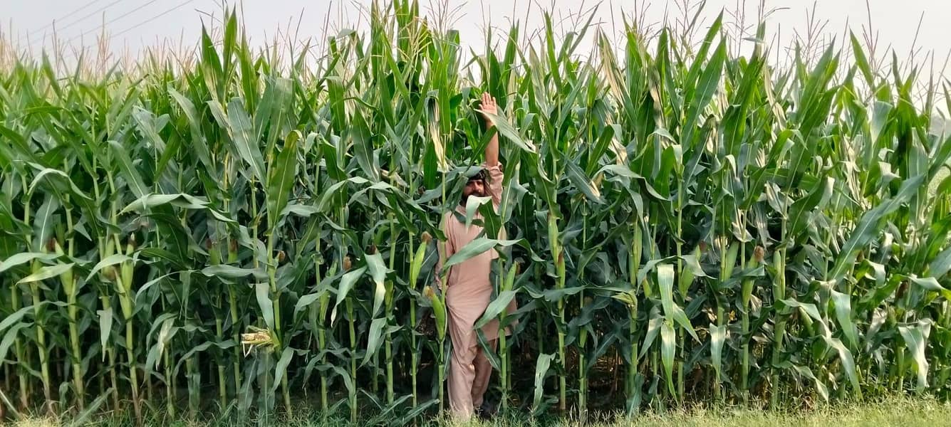 Maize Silage 3