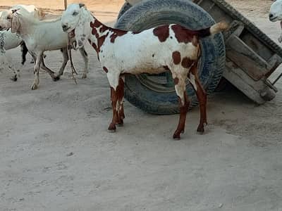 goats 