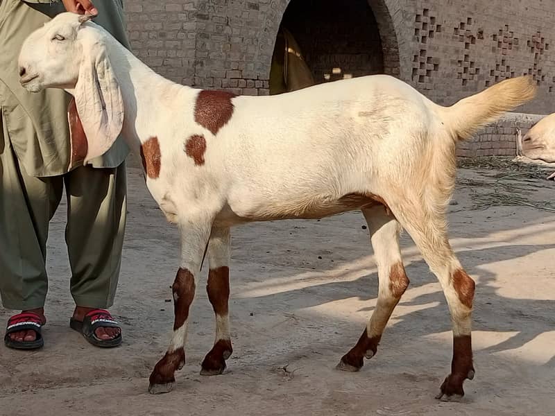 goats  2