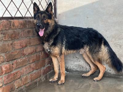German Shepherd