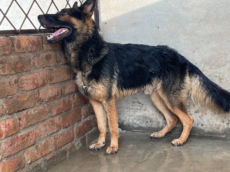 German Shepherd 1