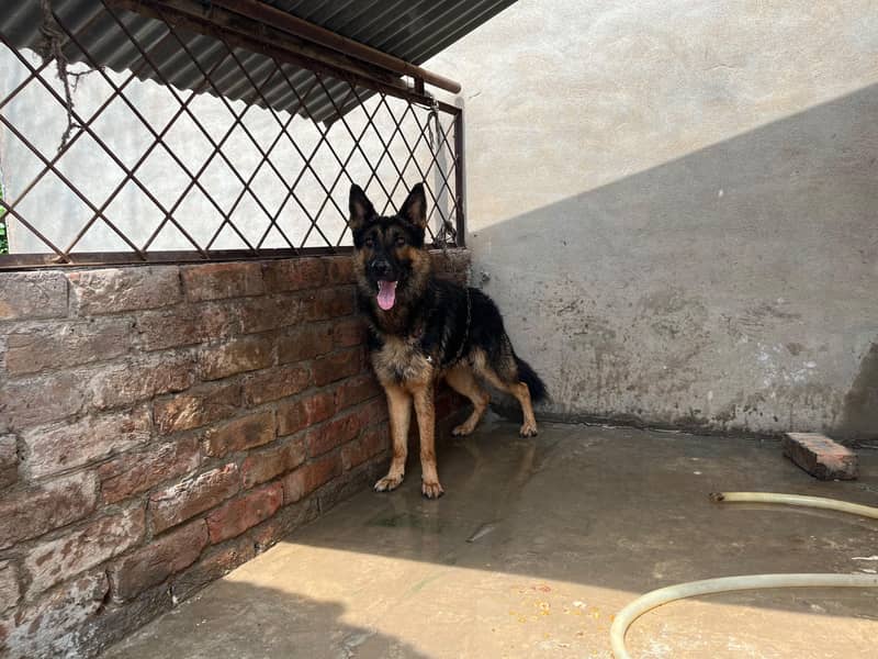 German Shepherd 2