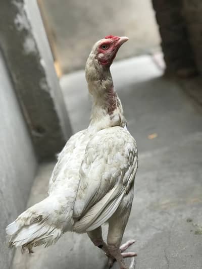2 Hira female paper white