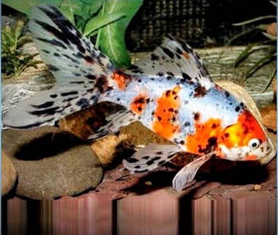 high fin calico Gold fish & diamond koi & sharks