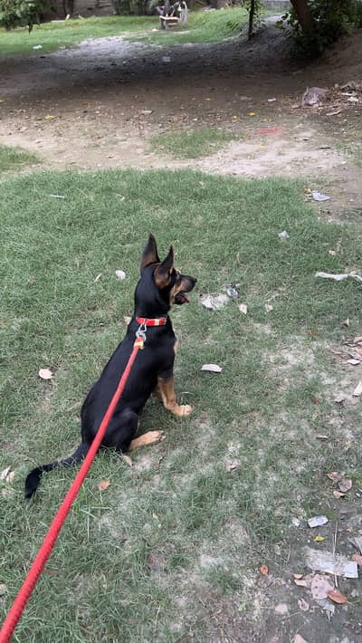 German shepherd Female