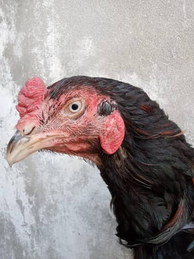 Mainwali aseel pair for sale