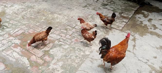 egg laying hen