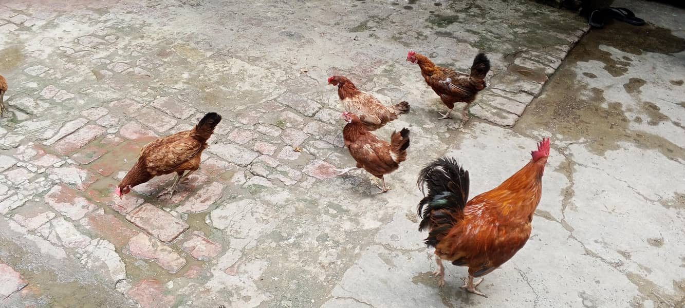 egg laying hen 0