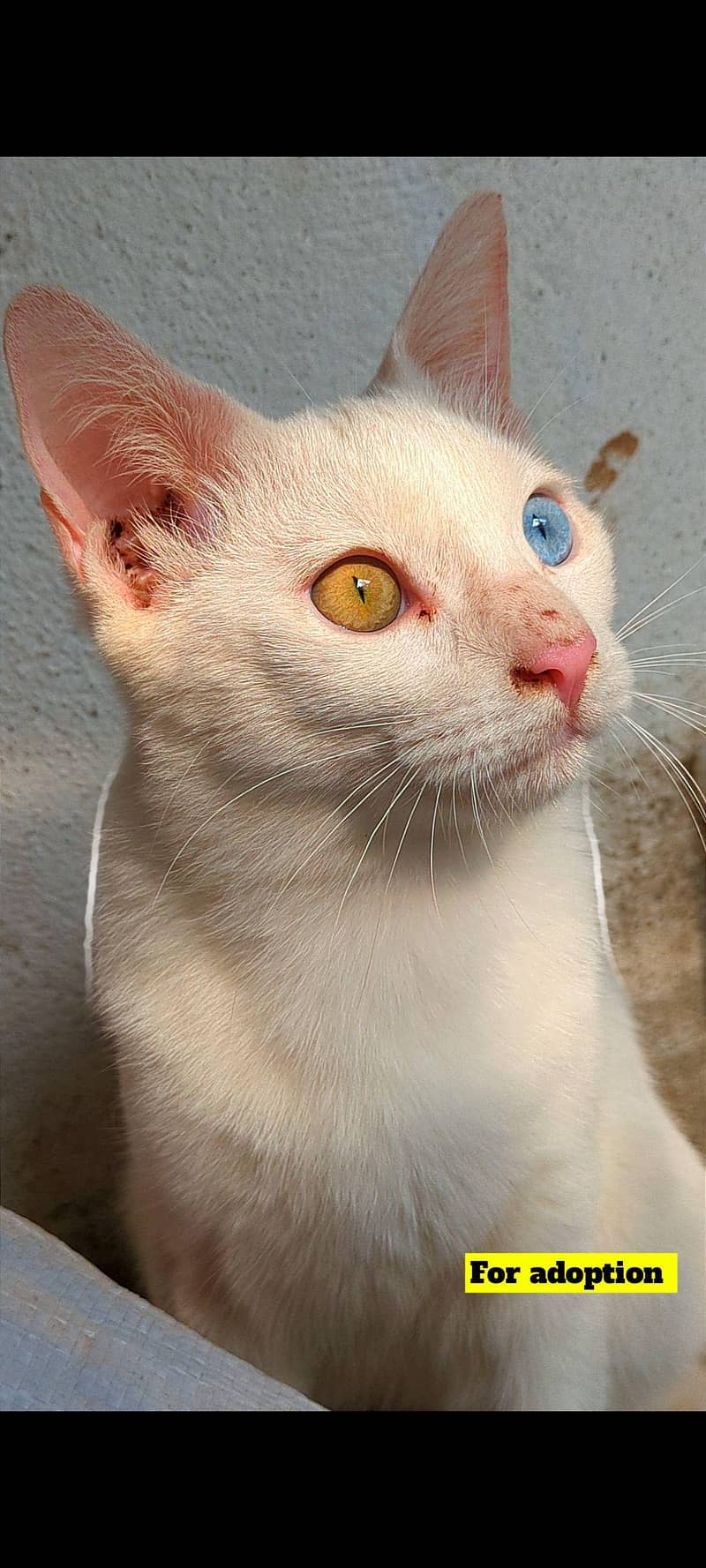 Persian cat 0