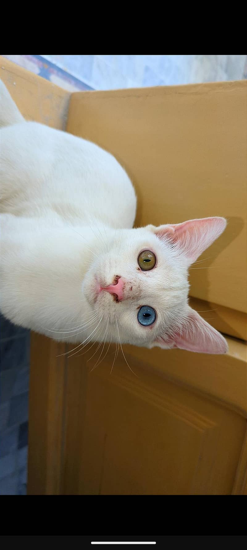 Persian cat 2