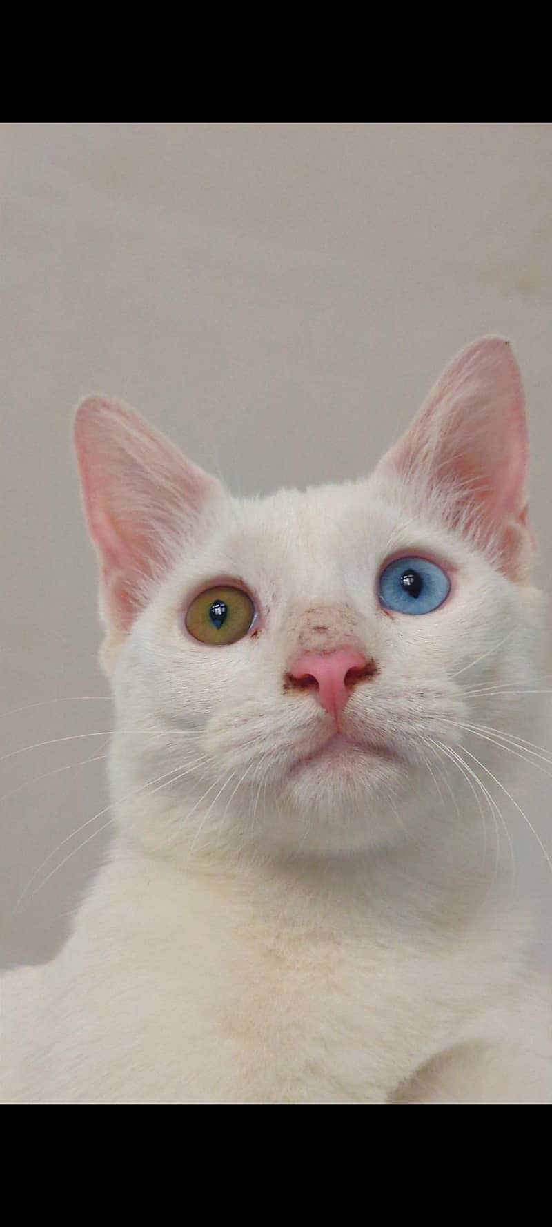 Persian cat 3