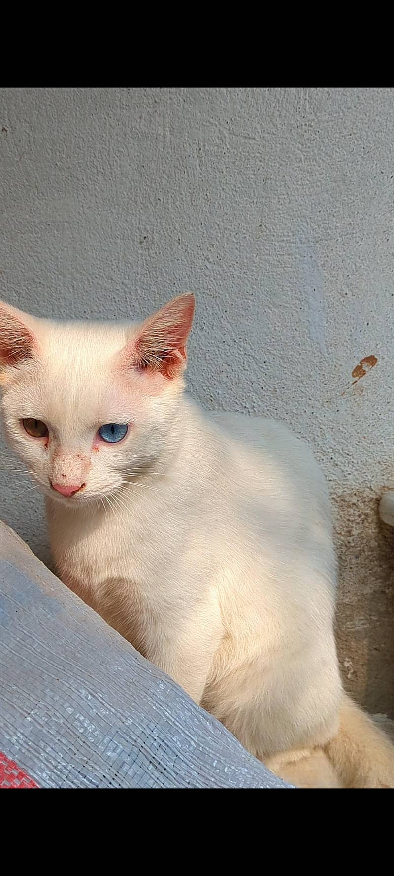 Persian cat 4