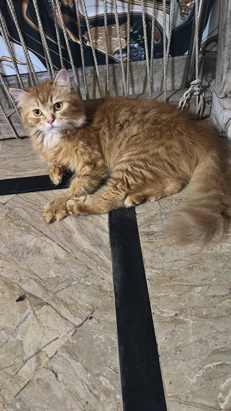 Catss 1