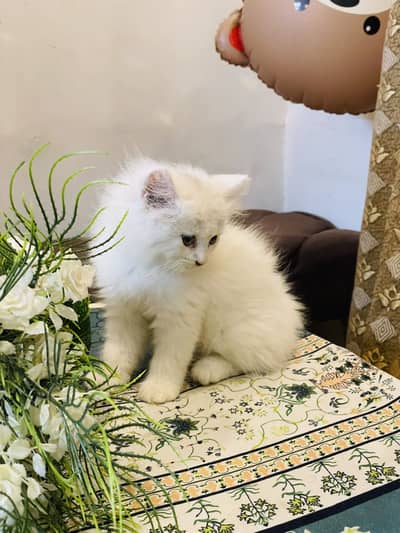 Male kitten