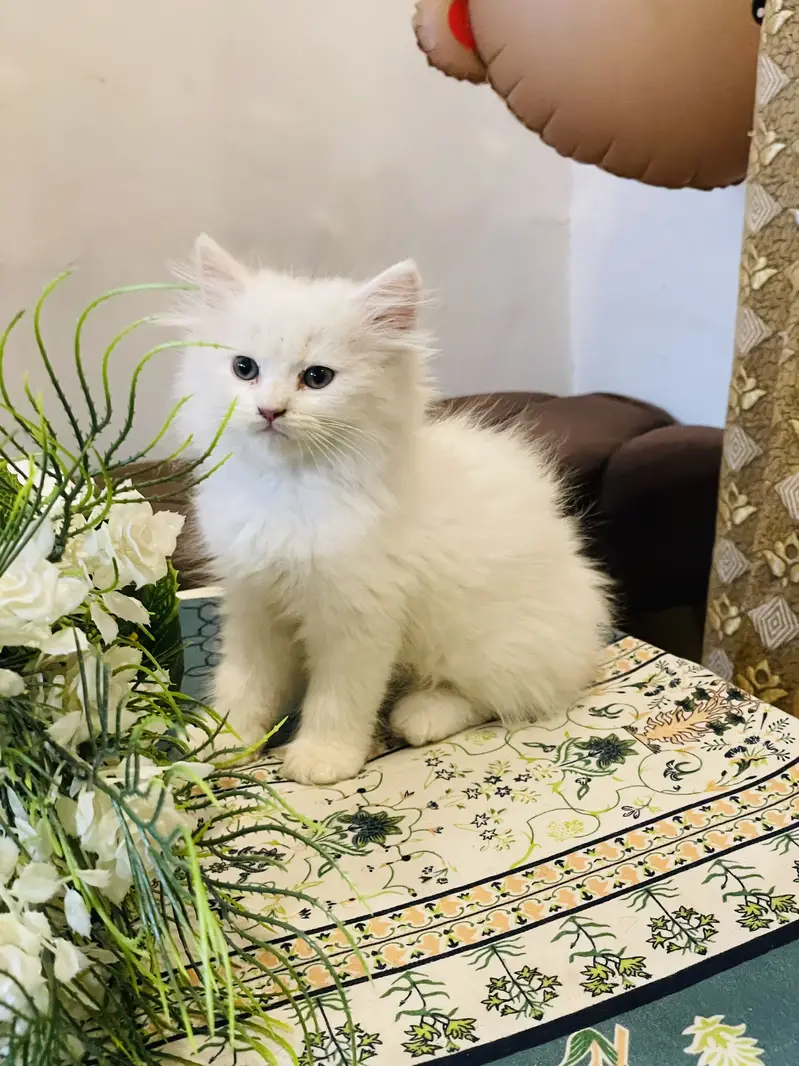 Male kitten — photo 2