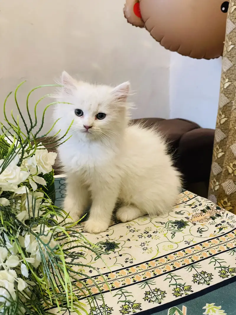 Male kitten — photo 3