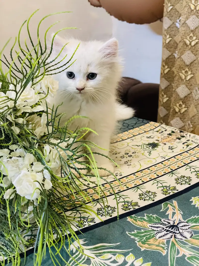 Male kitten — photo 4