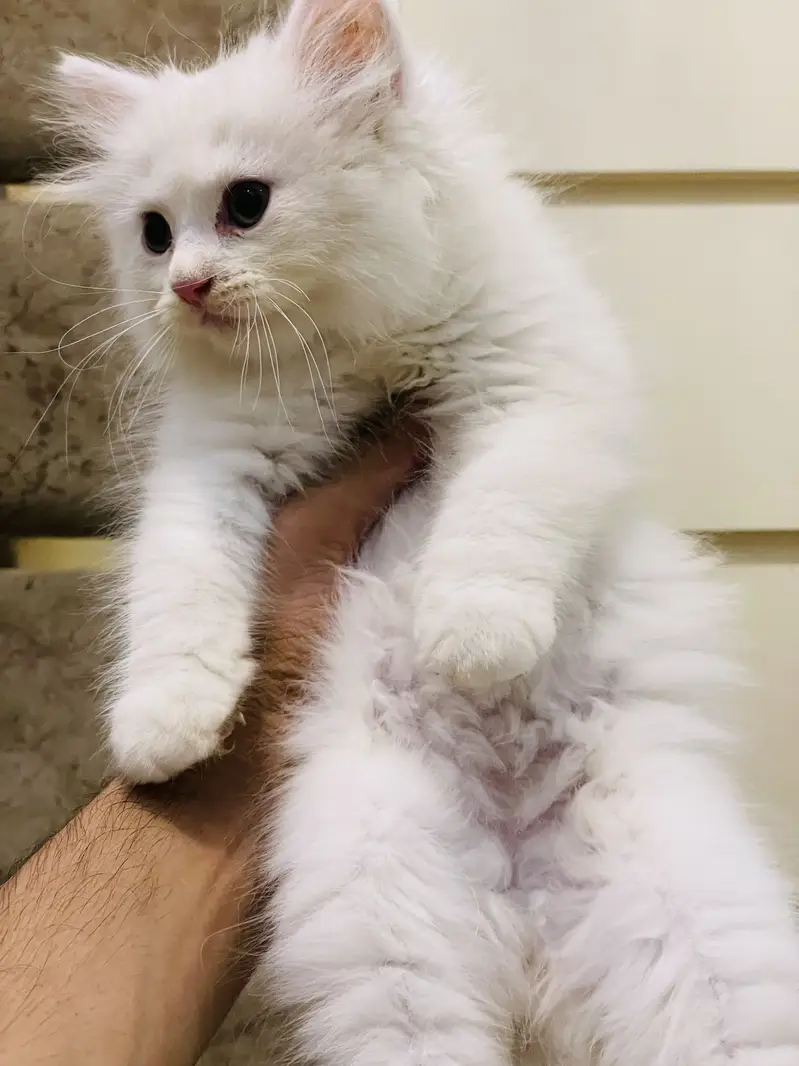 Male kitten — photo 5
