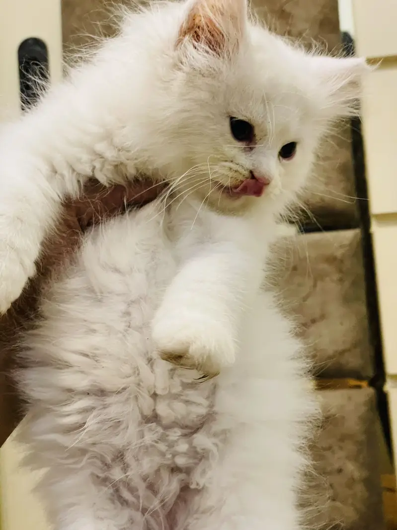 Male kitten — photo 6