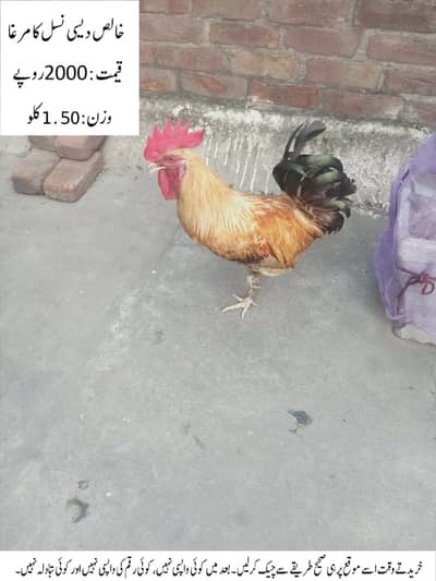 Pure Desi Cock (Rooster) (Desi Murgha) خالص دیسی نسل کا مرغا