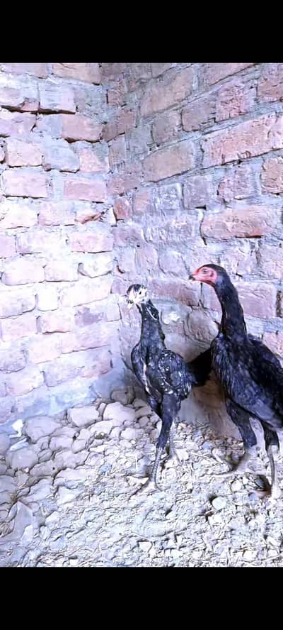 shamoo  Pair saving nik shamo