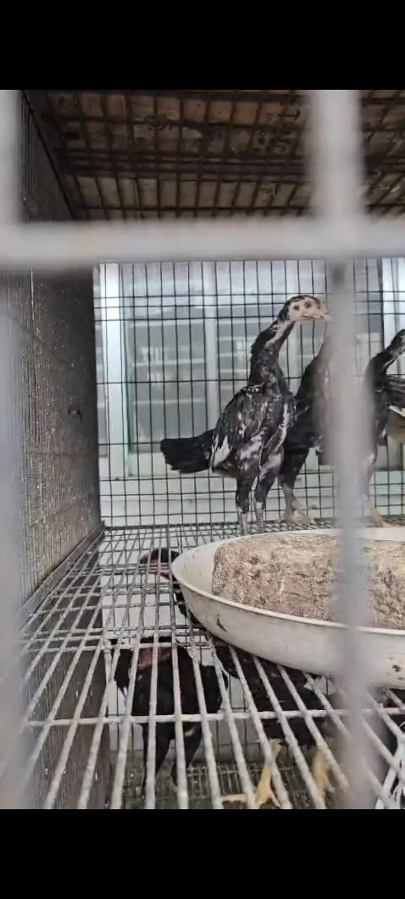 German shamoo female and saving nik shamo pair — photo 5