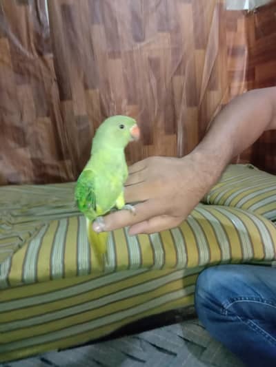 green parrot for sale Activa and healthy bachcha