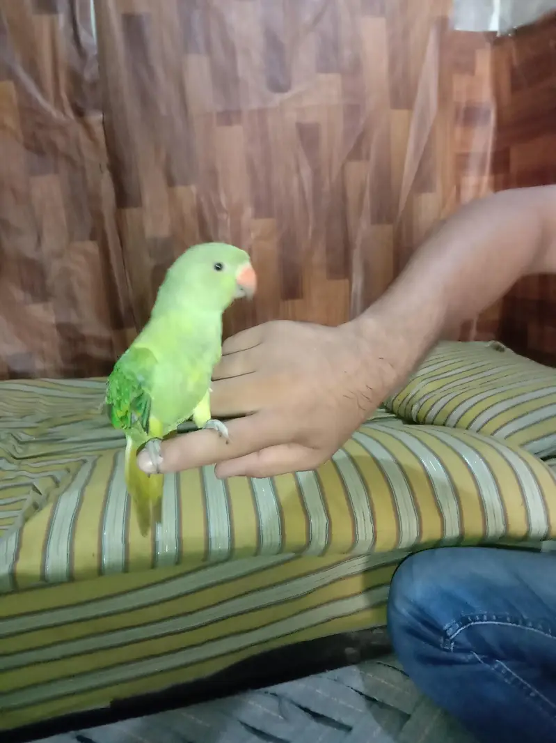 green parrot for sale Activa and healthy bachcha — photo 2