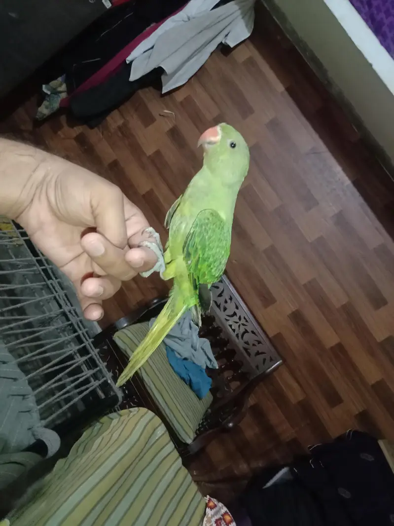 green parrot for sale Activa and healthy bachcha — photo 3