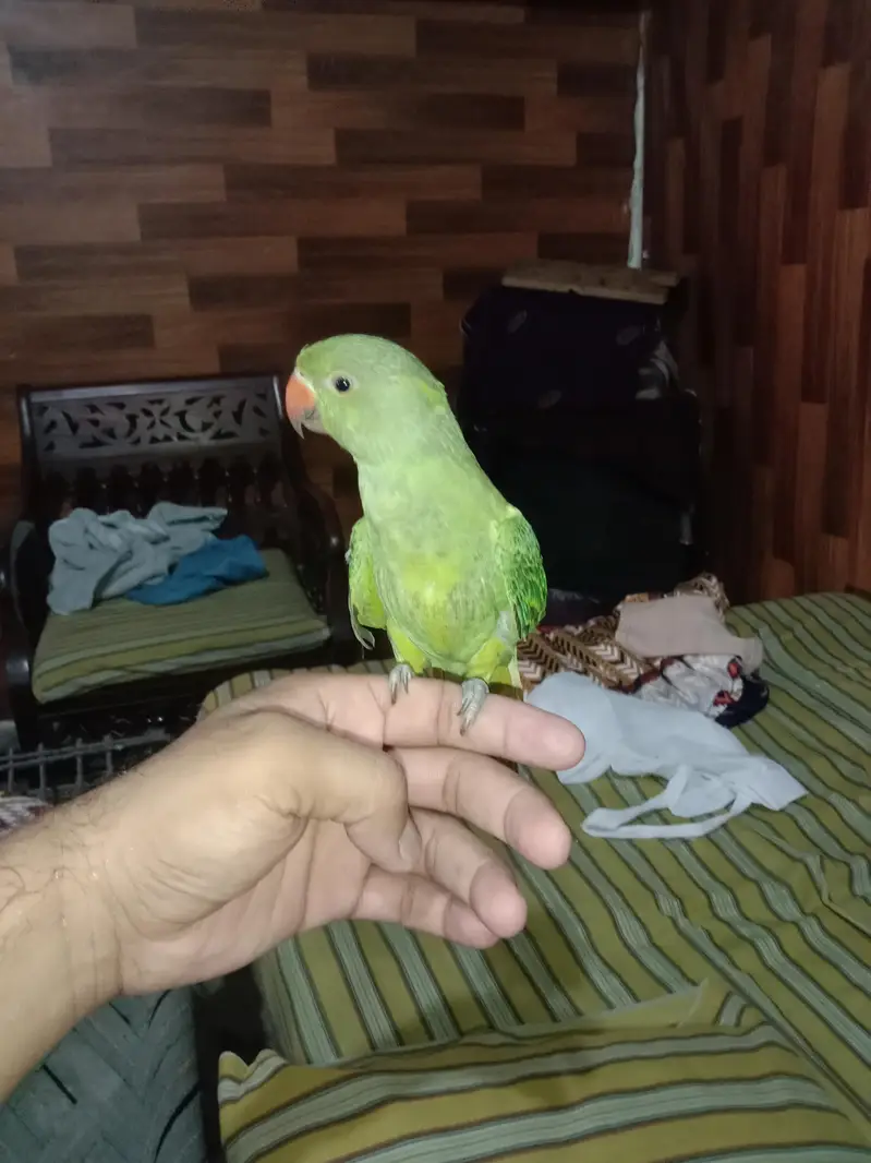 green parrot for sale Activa and healthy bachcha — photo 4
