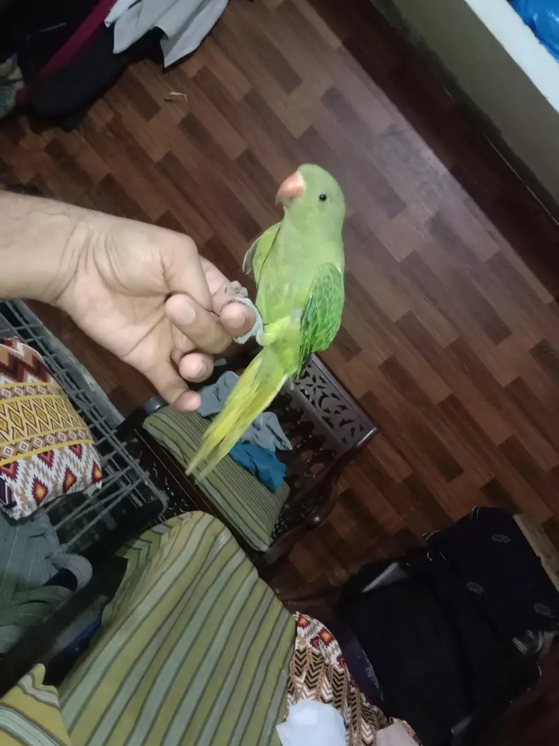 green parrot for sale Activa and healthy bachcha — photo 5
