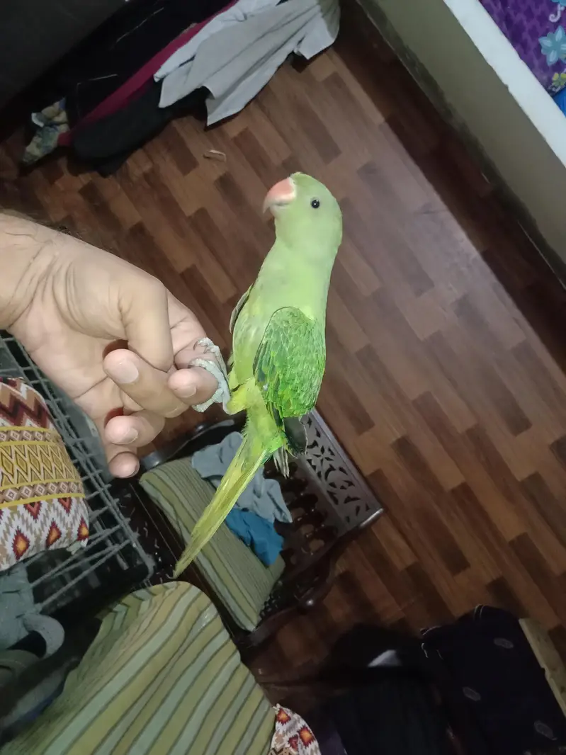 green parrot for sale Activa and healthy bachcha — photo 6