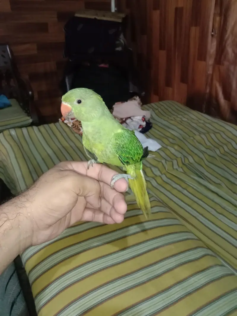 green parrot for sale Activa and healthy bachcha — photo 7