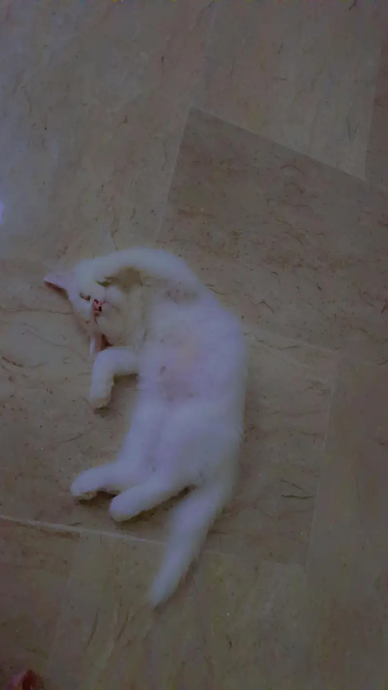 3 month kitten pair — photo 2